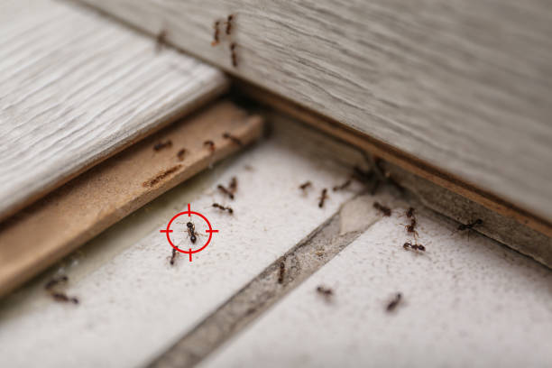 Pest Control Cost in Edgewood, WA